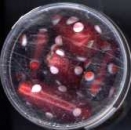 Glasperlen Tropfen rot-rosa-weiss